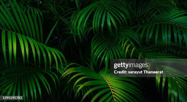 tropical leaves colorful flower on dark tropical foliage nature background dark green foliage nature - tropical flower stock pictures, royalty-free photos & images