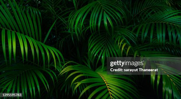 tropical leaves colorful flower on dark tropical foliage nature background dark green foliage nature - tropical flower 個照片及圖片檔