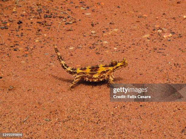 thorny devil lizard in the australian outback. - diabo espinhoso imagens e fotografias de stock