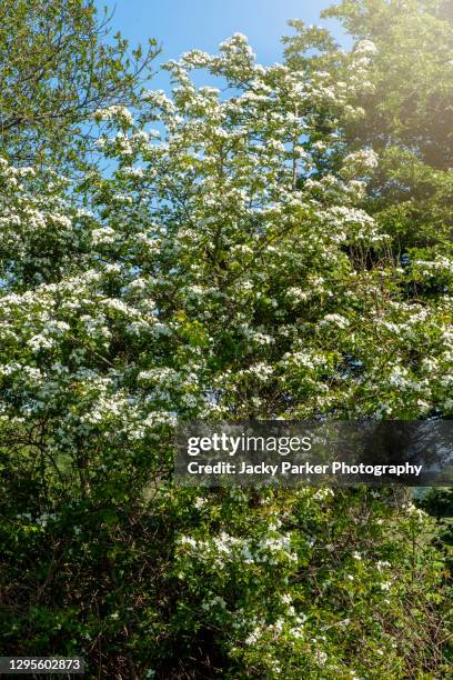 338 Hawthorn Hedge Stock Photos and High-Res Images - Getty Images