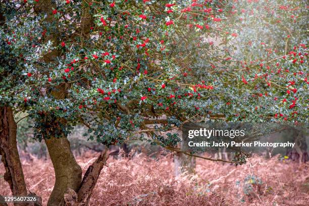 vibrant red autumn berries of ilex aquifolium, the holly, common holly, english holly, european holly, or occasionally christmas holly - holly parker stock pictures, royalty-free photos & images