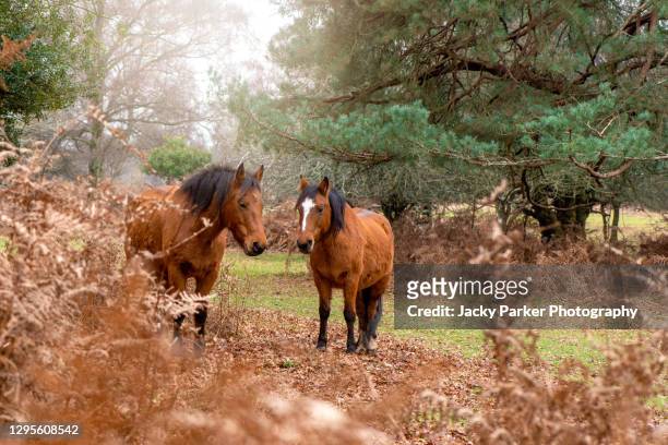 close-up image of two new forest ponies amongst the winter bracken in the new forest, hampshire england - new forest stock pictures, royalty-free photos & images
