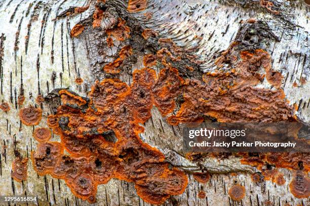 3,293 Birch Tree Close Up Stock Photos, High-Res Pictures, and Images ...