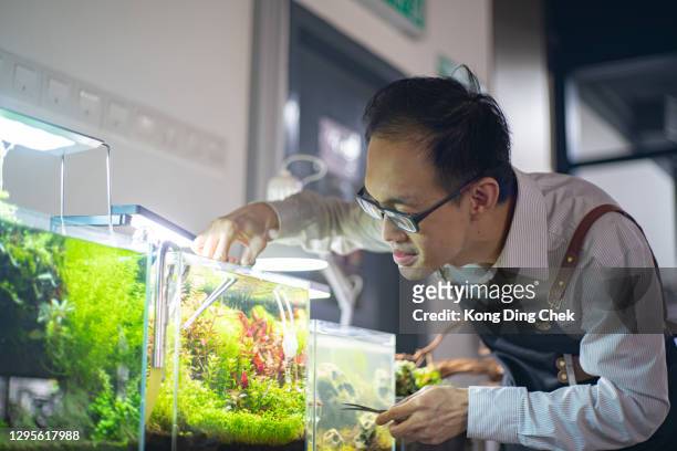 asian chinese business owner arranging and adjusting aquarium in his aquarium workshop. aquarium designing. - fish tank stock pictures, royalty-free photos & images
