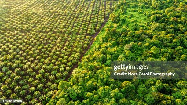 palm oil plantation at the edge of peat land swamp rainforest - forest destruction stock pictures, royalty-free photos & images