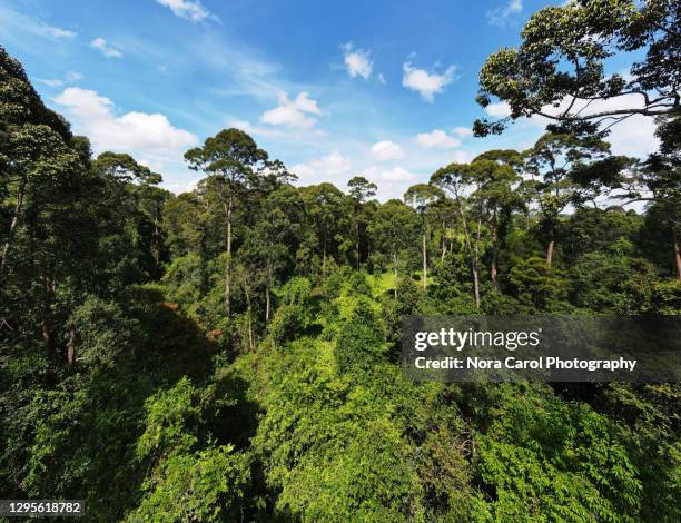 panorama of treetops of tropical peat swamp rain forest - boomlaag stockfoto's en -beelden