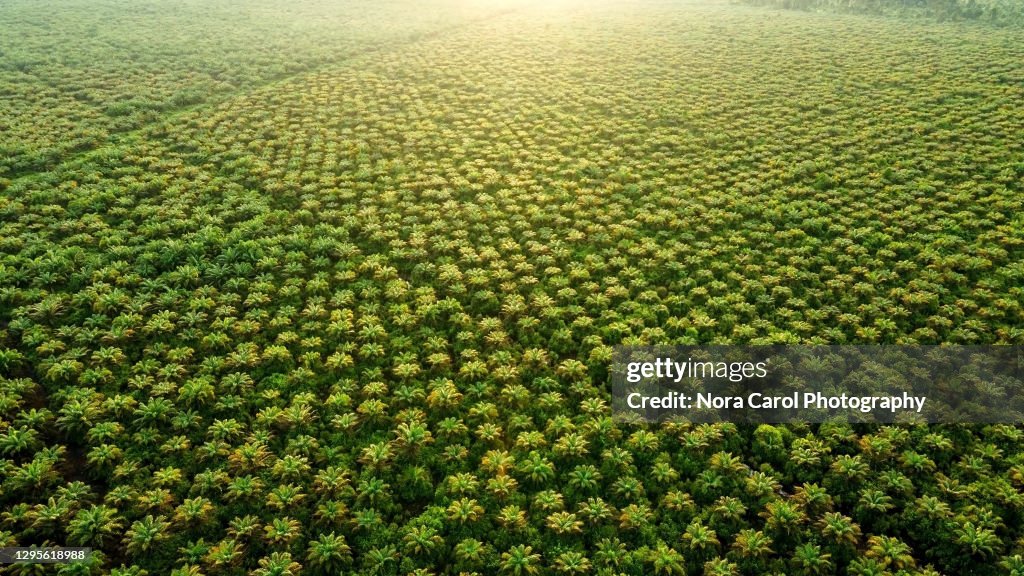 Aerial view of Palm Oil Plantation