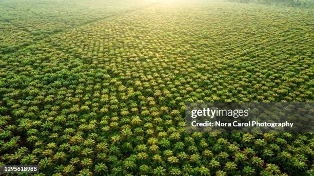 aerial view of palm oil plantation - oil palm stock-fotos und bilder