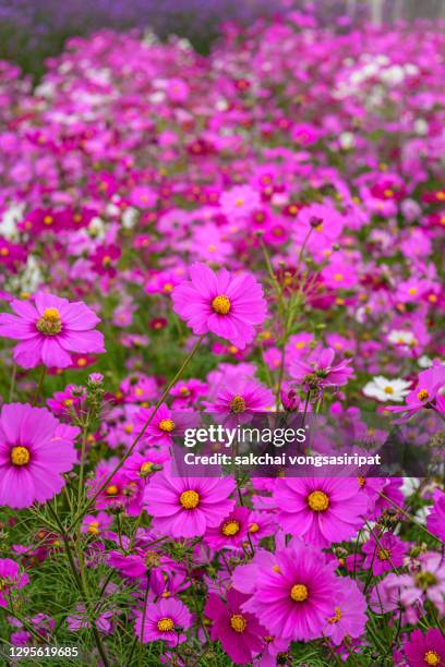 close-up of flowers blooming outdoor - rosenskära bildbanksfoton och bilder