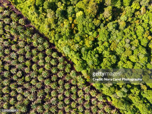 palm oil plantation at the edge of peat land swamp rainforest - oil palm imagens e fotografias de stock