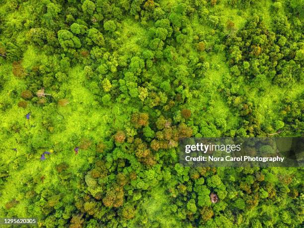 drone point of view of peatland in klias beaufort - moss stock pictures, royalty-free photos & images