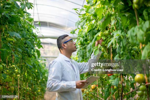 a young male asian scientist in a greenhouse - ogm stock pictures, royalty-free photos & images