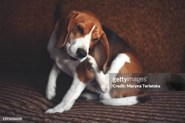 an adult beagle dog on the couch. - flea stock-fotos und bilder