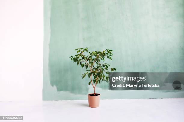 a large flower tree in a pot on a background of a white-green wall. - dirty pan stock pictures, royalty-free photos & images