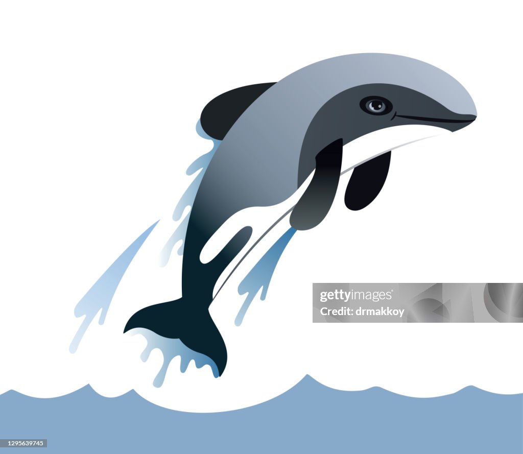 Hector's Dolphin