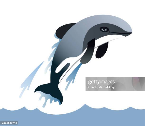 hector's dolphin - hector dolphin stock illustrations