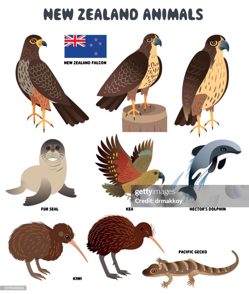 New Zealand Animals