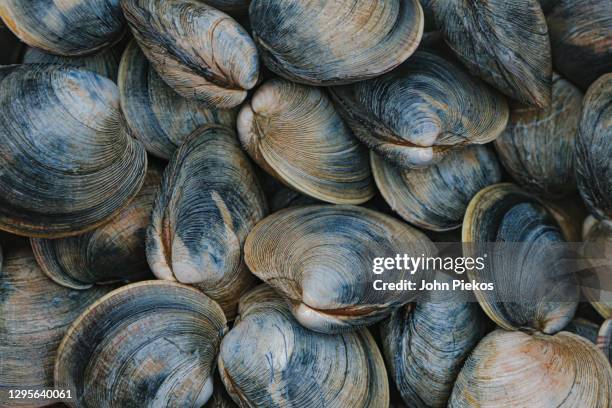 a close-up of freshly harvested quahog clas - clams stock pictures, royalty-free photos & images