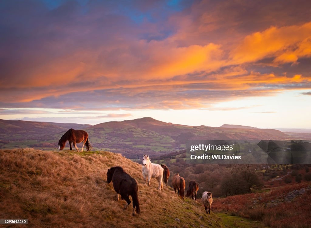 Horses and Welsh landscape