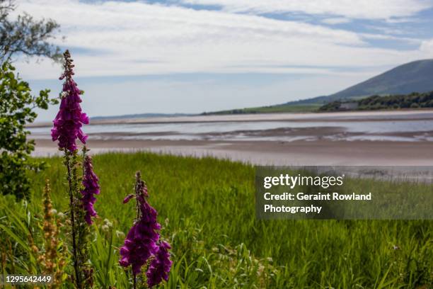 natural scenery of great britain - digitalis alba stock pictures, royalty-free photos & images