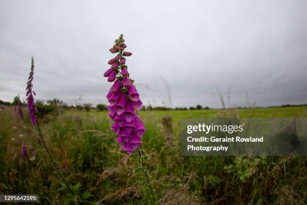 wild flowers of great britain - digitalis alba stock pictures, royalty-free photos & images