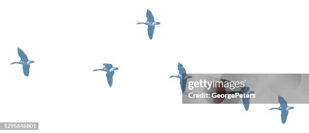 canada geese flying in formation - lake waterfowl stock illustrations