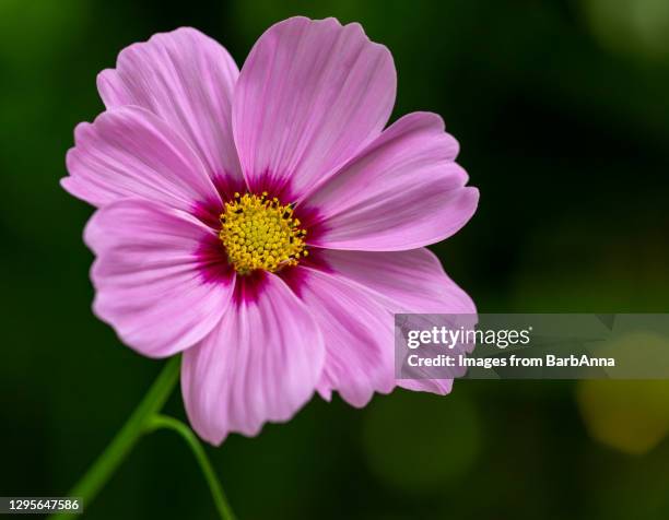 a close up image of a single pink cosmos flower in full bloom, with stem on a dark green background - cosmos plant stock pictures, royalty-free photos & images