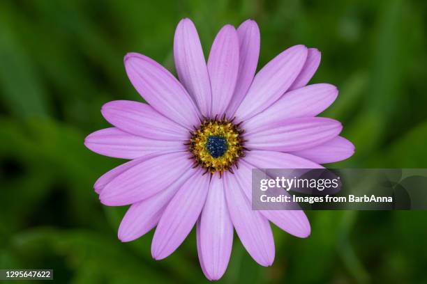 close-up of a single dimorphotheca flower head with a green background, taken in surrey uk - aster stock pictures, royalty-free photos & images