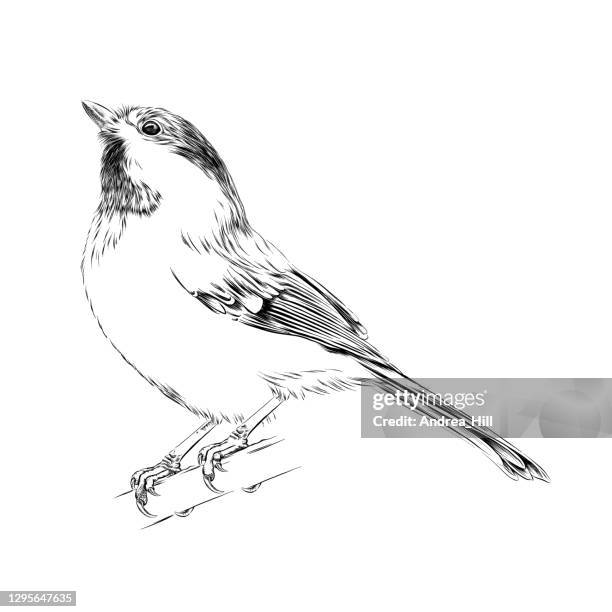 chickadee drawn in pen and ink. eps10 vector illustration - ave stock illustrations