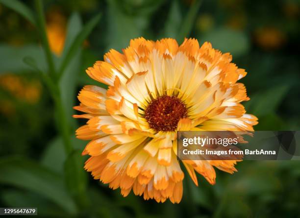 close up image of a single marigold flower in full bloom - calendula officinalis - pot marigold stock pictures, royalty-free photos & images