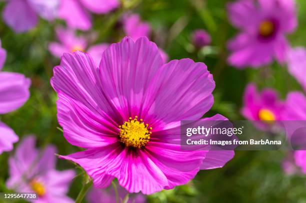 close up image of a beautiful vibrant pink cosmos flower - cosmos flower stock pictures, royalty-free photos & images