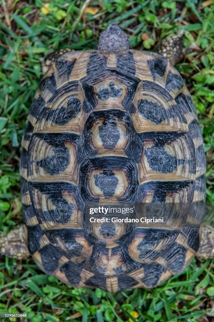 Herrman Turtle Hermanns Tortoise High-Res Stock Photo - Getty Images