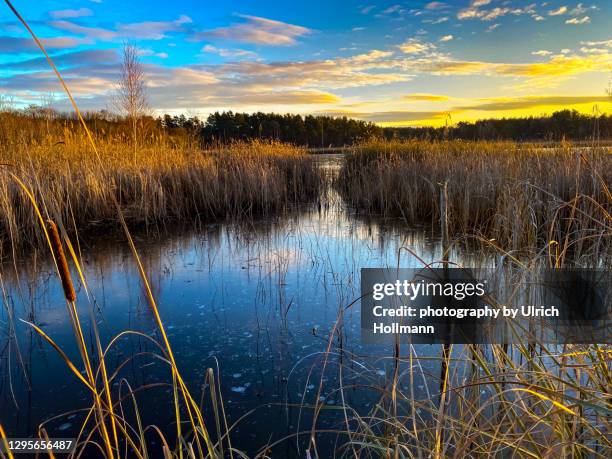 sunset over wetland in brandenburg, germany - schilf stock-fotos und bilder