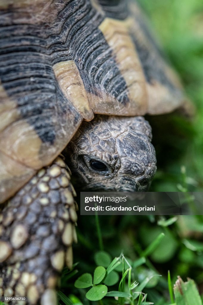 Herrman Turtle Hermanns Tortoise High-Res Stock Photo - Getty Images