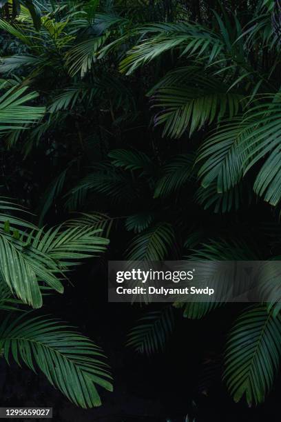 nypa fruticans, trees in the mangrove forest on dark background. - bosque pluvial fotografías e imágenes de stock