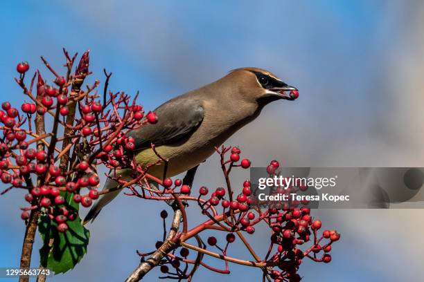 cedar waxwing birds on red tip bush series - seidenschwanz vogelart stock-fotos und bilder