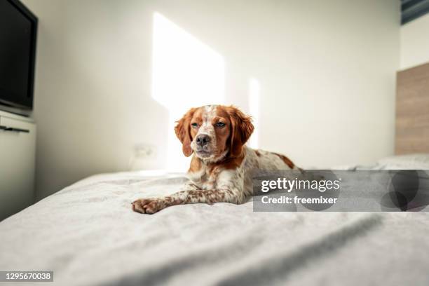 cute dog lying on bed in bedroom and looking away - brittany spaniel stock pictures, royalty-free photos & images