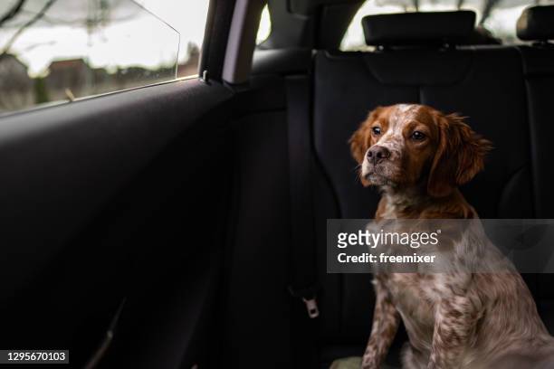 netter hund sitzt auf dem rücksitz im auto - back of car stock-fotos und bilder