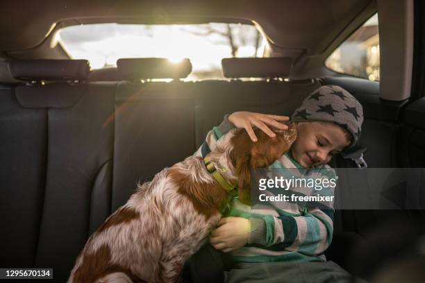 young smiling boy sitting with his dog on back seat in car - brittany spaniel stock pictures, royalty-free photos & images