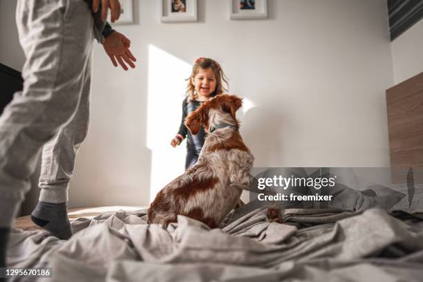 leuke hond die op bed ligt terwijl twee jonge geitjes naast hem springen - jumping on bed stockfoto's en -beelden