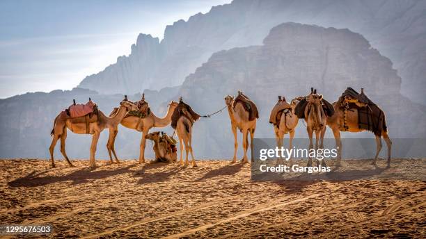 camellos en el wadi rum, jordania - jordania fotografías e imágenes de stock