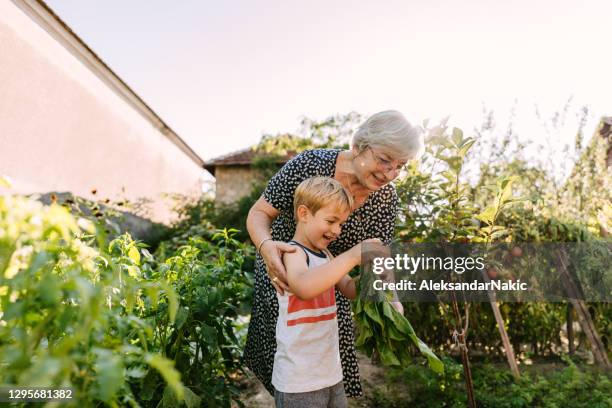 picking vegetables with my grandmom - senior women gardening stock pictures, royalty-free photos & images