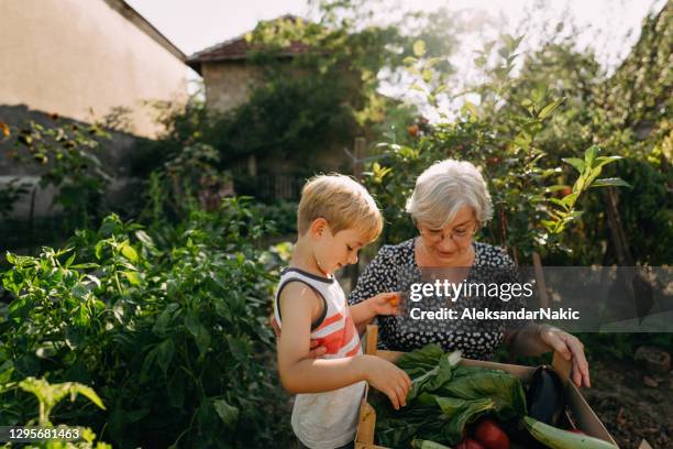 gemüsepflücken mit meiner großmutter - grandmother stock-fotos und bilder