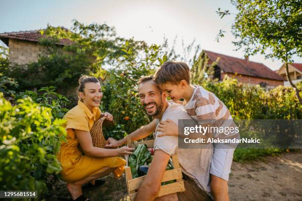 gemüse aus unserem bio-garten pflücken - family gardening stock-fotos und bilder