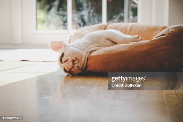 8 wochen alte französische bulldogge welpe schlafen auf hundebett - laminat stock-fotos und bilder