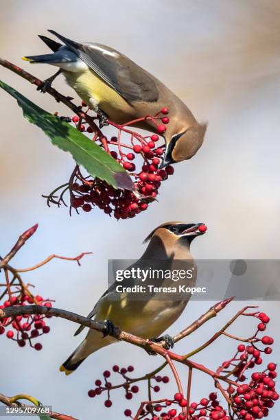 cedar waxwings - cedar waxwing stockfoto's en -beelden