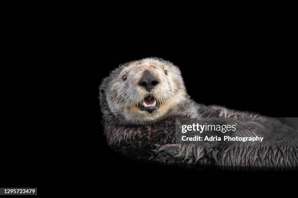 close-up of wild sea otter - sea otter (enhydra lutris) stock pictures, royalty-free photos & images