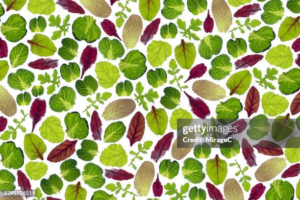 spring salad vegetable leaves back lit pattern - frühlings kollektion stock-fotos und bilder