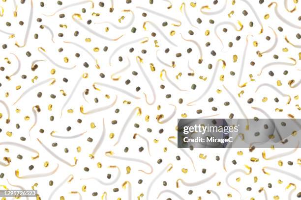 mung bean sprout back lit pattern - mung bean stock pictures, royalty-free photos & images