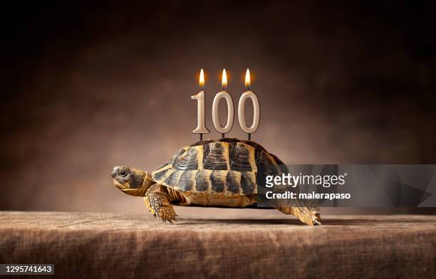 100 jahre. alles gute zum geburtstag. alte schildkröte. - number 100 stock-fotos und bilder